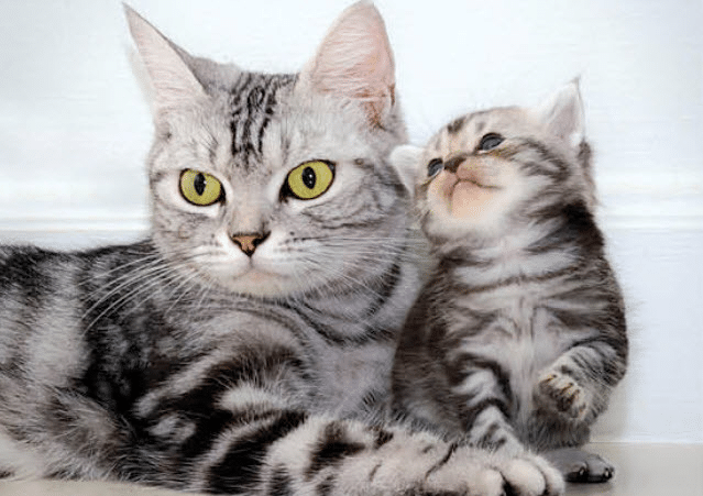 American Shorthair